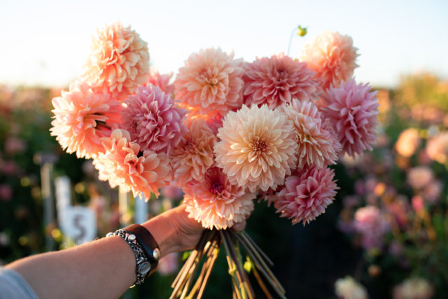 A handful of Floret breeding dahlias in the field