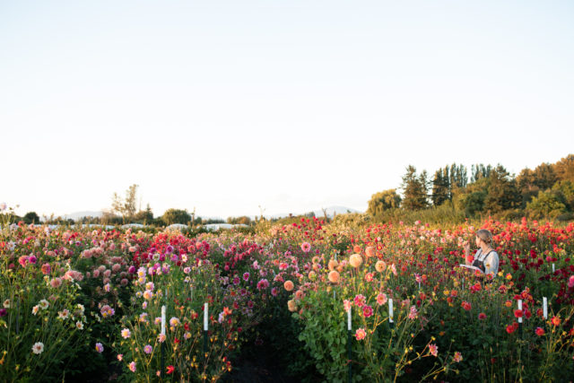 Erin Benzakein in the Floret dahlia breeding field