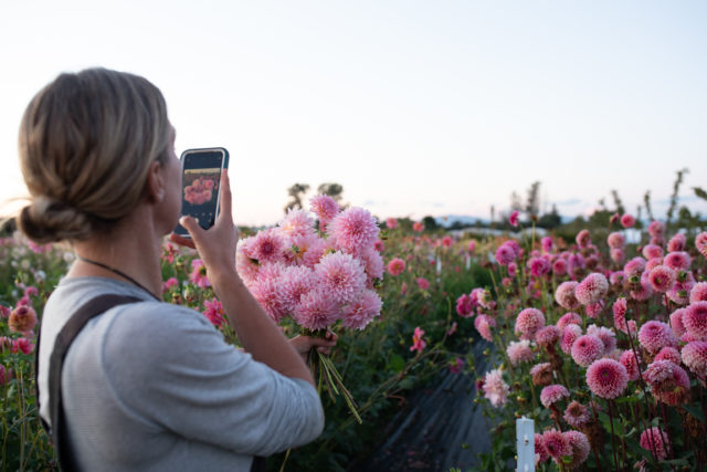 Erin Benzakein photographs a bunch of Floret breeding dahlias