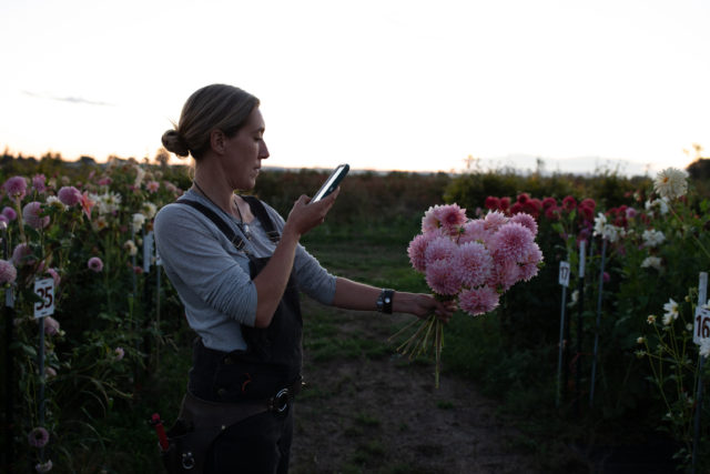 Erin Benzakein photographs a handful of breeding dahlias in the field