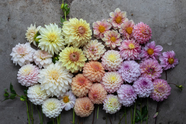 Dahlia Breeding Update image image