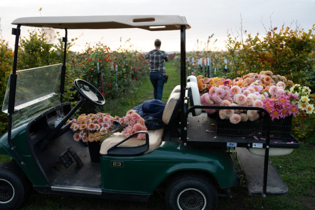 Buggy filled with Floret breeding dahlias