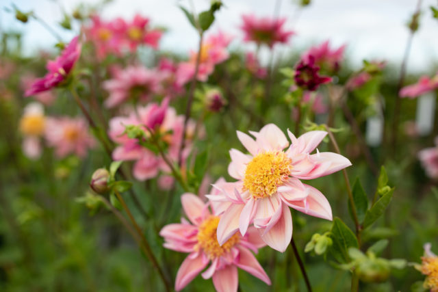 Dahlia Breeding Update - Floret Flowers