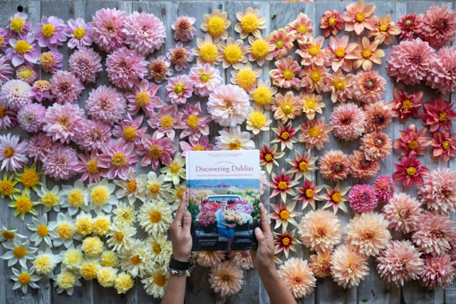 Overhead of Discovering Dahlias books and Floret breeding dahlia blooms