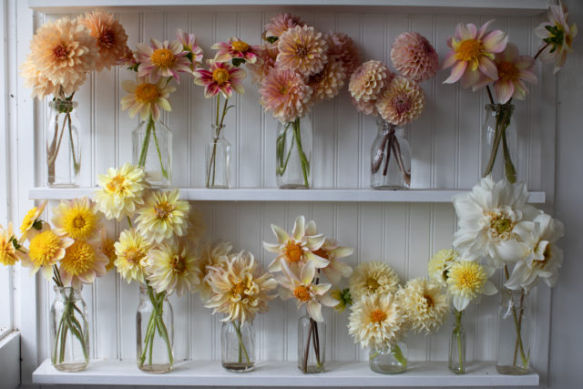 Shelves of Floret breeding dahlias