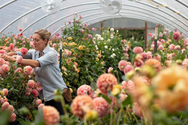 Erin Benzakein tending dahlias in a Floret greenhouse