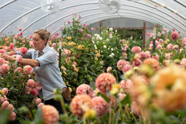 Dahlia Breeding Update - Floret Flowers