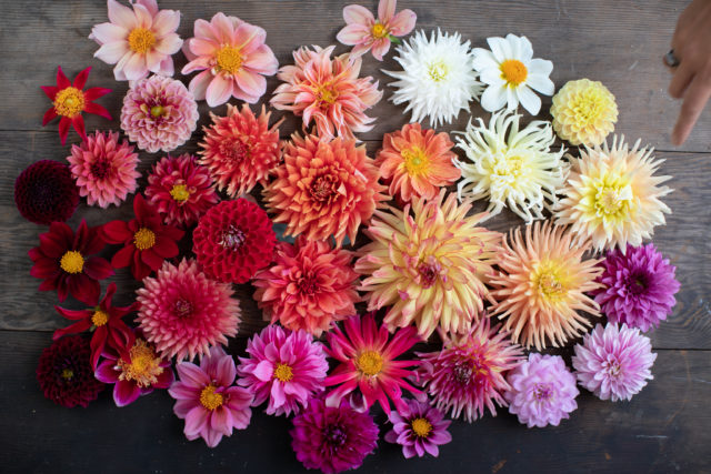 Dahlia Breeding Update - Floret Flowers