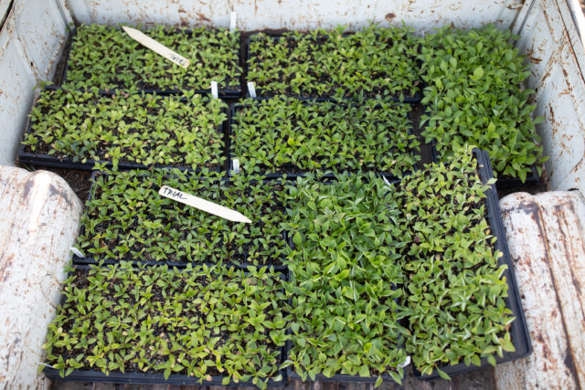 Trays of Floret breeding dahlia seedlings