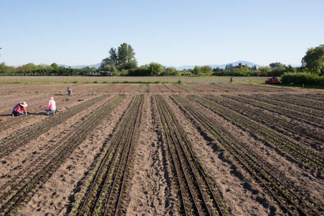 Planting rows of dahlia breeding seedlings at Floret Flower Farm