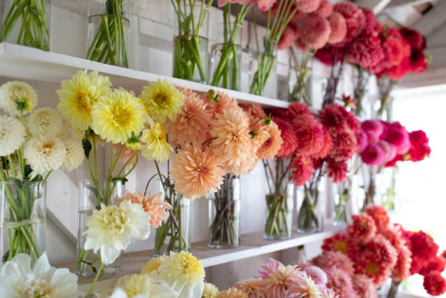 Shelves of cut breeding dahlias on display in the Floret studio
