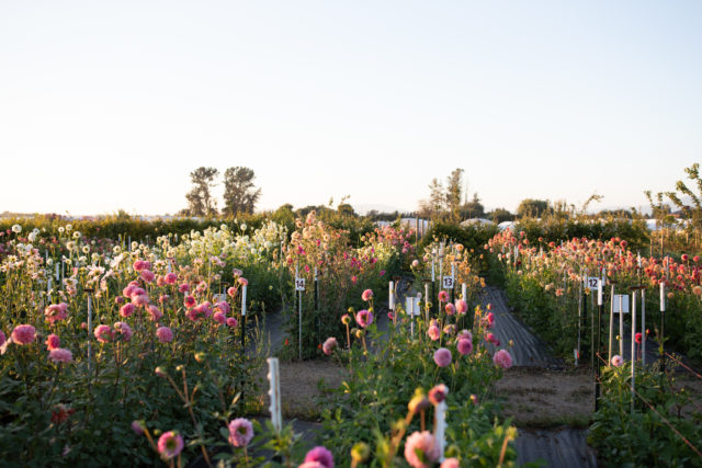 Rows of breeding dahlias in the Floret field