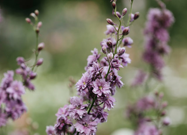 Short Stem Dried Lavender Melissa - Purple Prairie Lavender Farm LLC