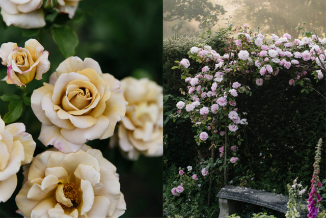 Roses growing in Milli Proust's garden