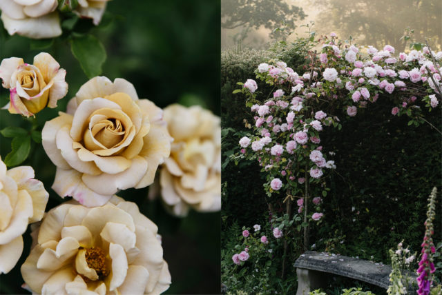 Raindrops on roses: the gorgeousness of floral fragrance