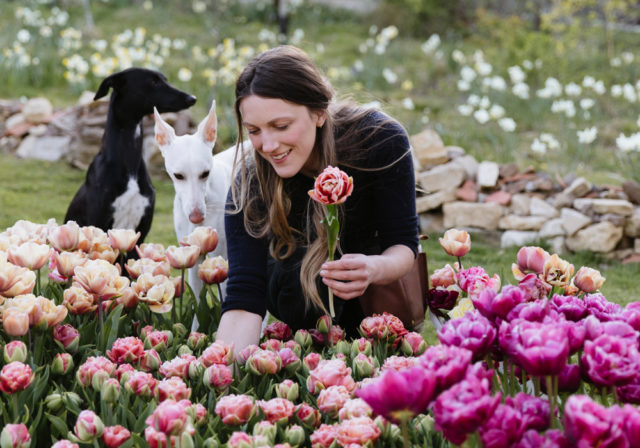 Milli Proust harvesting tulips with her dogs