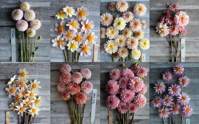 Collage of blush Floret breeding dahlias