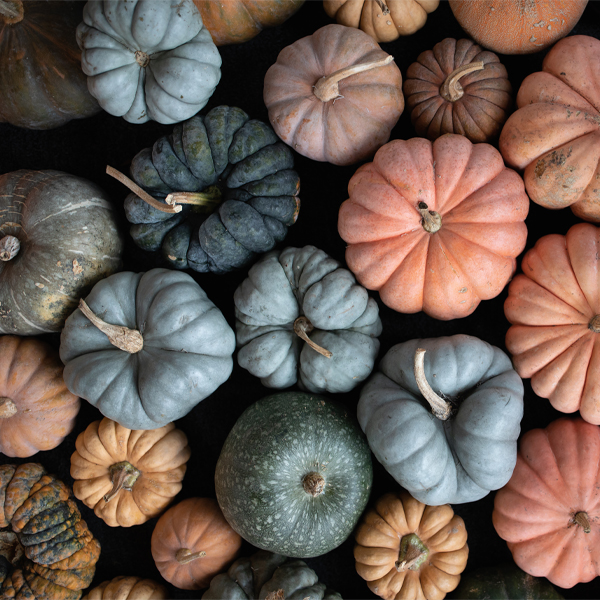 Floret's favorite specialty pumpkins
