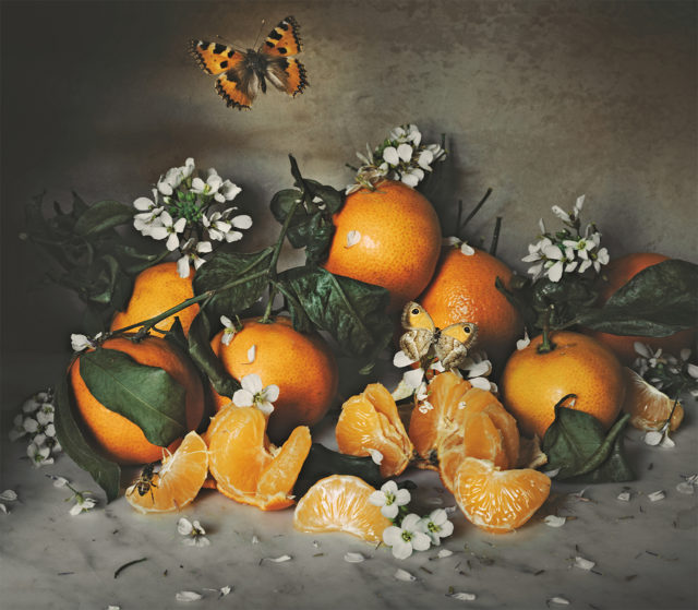 Still-life photograph of oranges, butterflies, and flowers