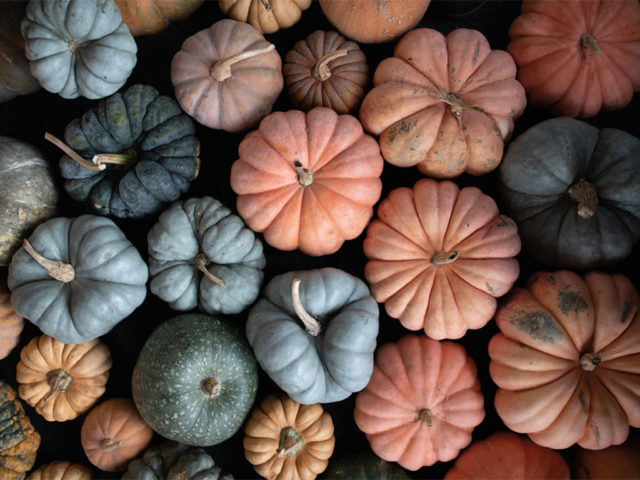 Overhead of specialty pumpkins