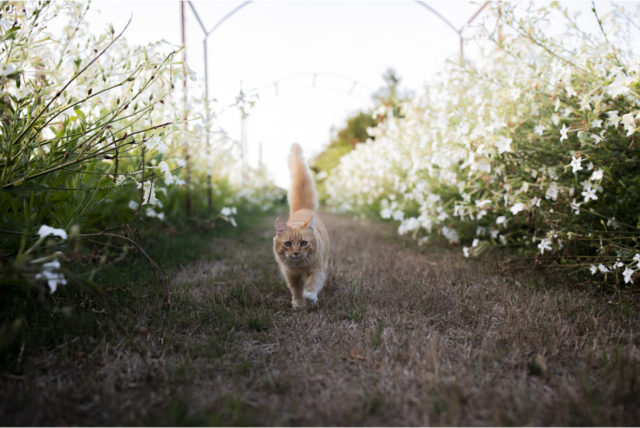 Timmy the cat walking through a row of Flowering Tobacco