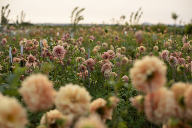 Field of dahlias at Floret