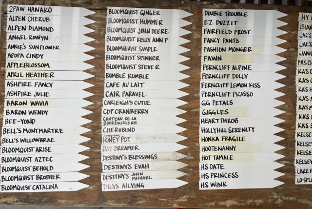 An overhead of dahlia plant labels