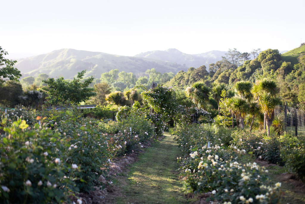 Author Interview Zoë Field Floret Flowers