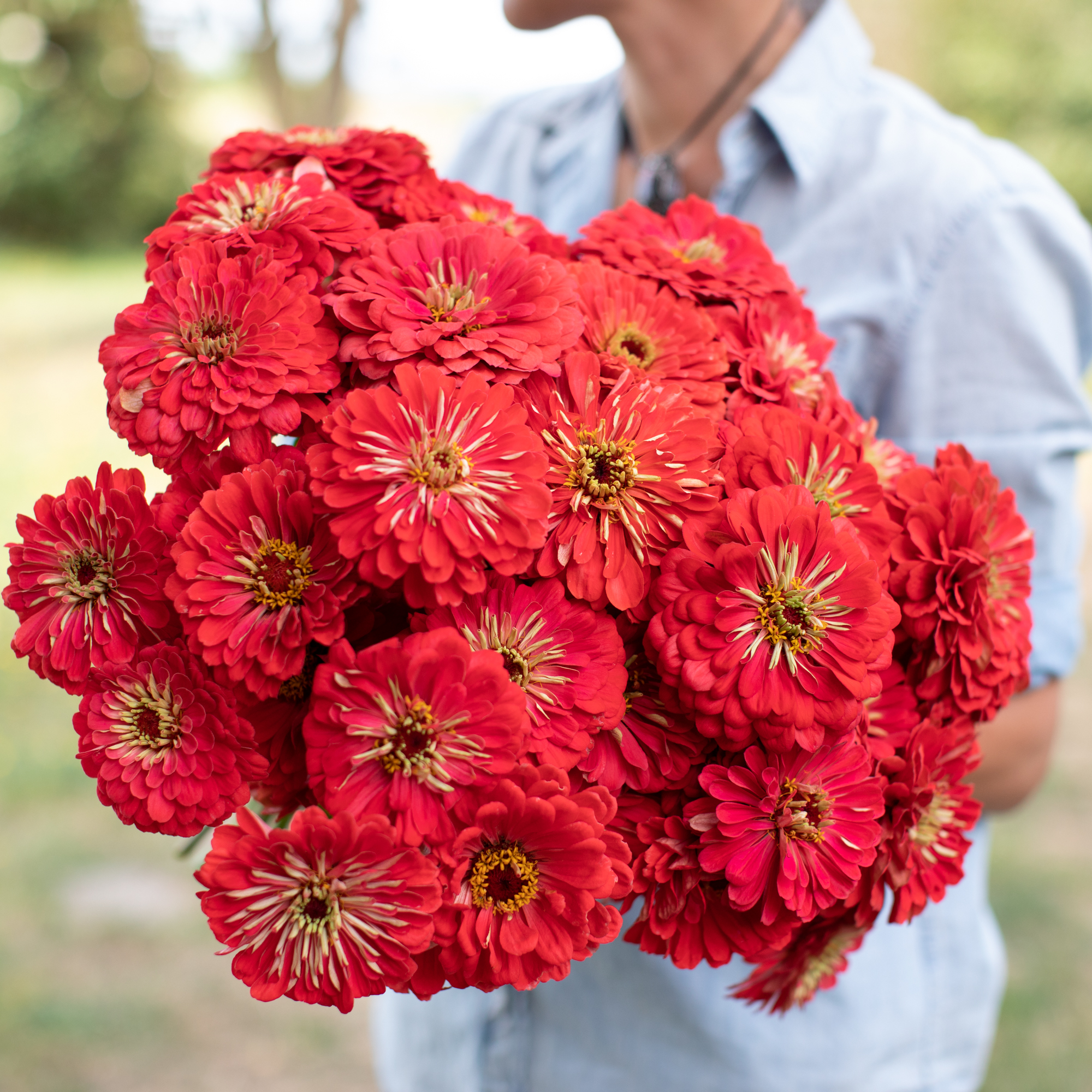 Benary_s_Giant_Coral_Floret