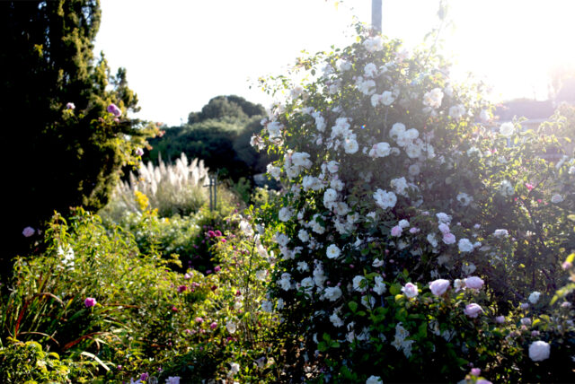 Nature and Journaling - The perfect Combination - Friends of Boerner  Botanical Gardens