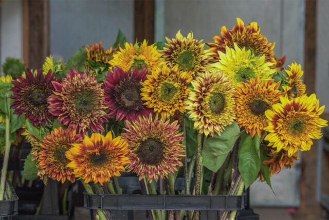 Sunflower Floral in Vase Flower Color: White