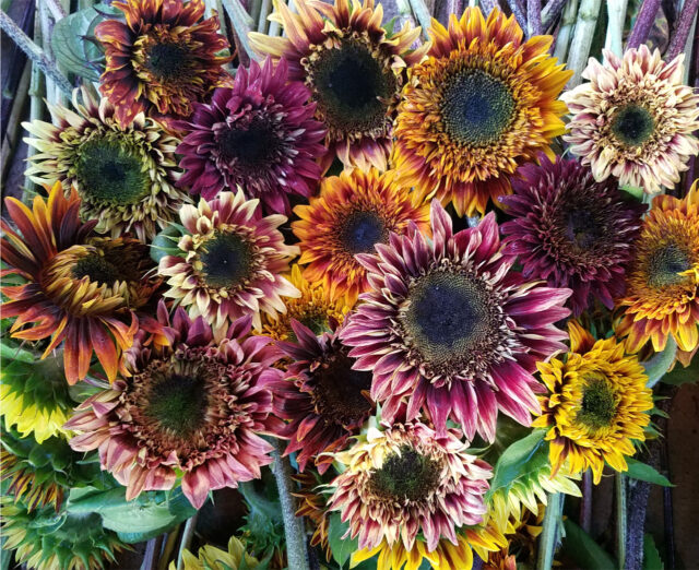 https://www.floretflowers.com/wp-content/uploads/2023/03/Floret-steve-kaufer-interview-sunflowers-18-640x522.jpg
