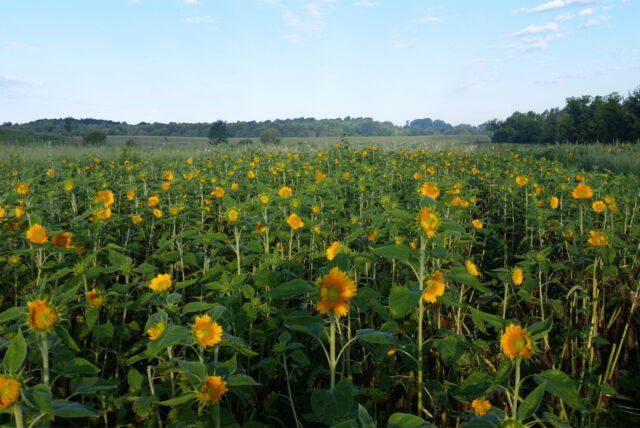 https://www.floretflowers.com/wp-content/uploads/2023/03/Floret-steve-kaufer-interview-sunflowers-19-640x428.jpg