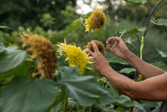 The {Farmer} & The Florist Interview: Steve Kaufer - Floret Flowers