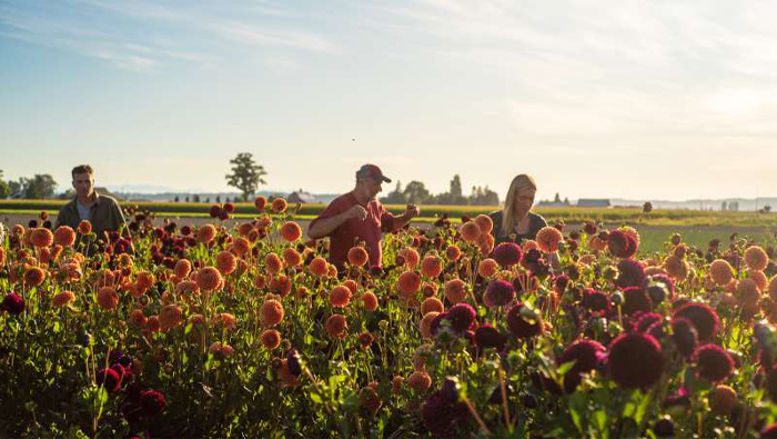 Erin Benzakein and others walking through the dahlia field