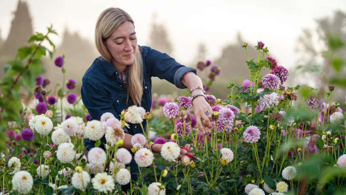 Erin Benzakein harvesting dahlia blooms in shades of lavender and purple