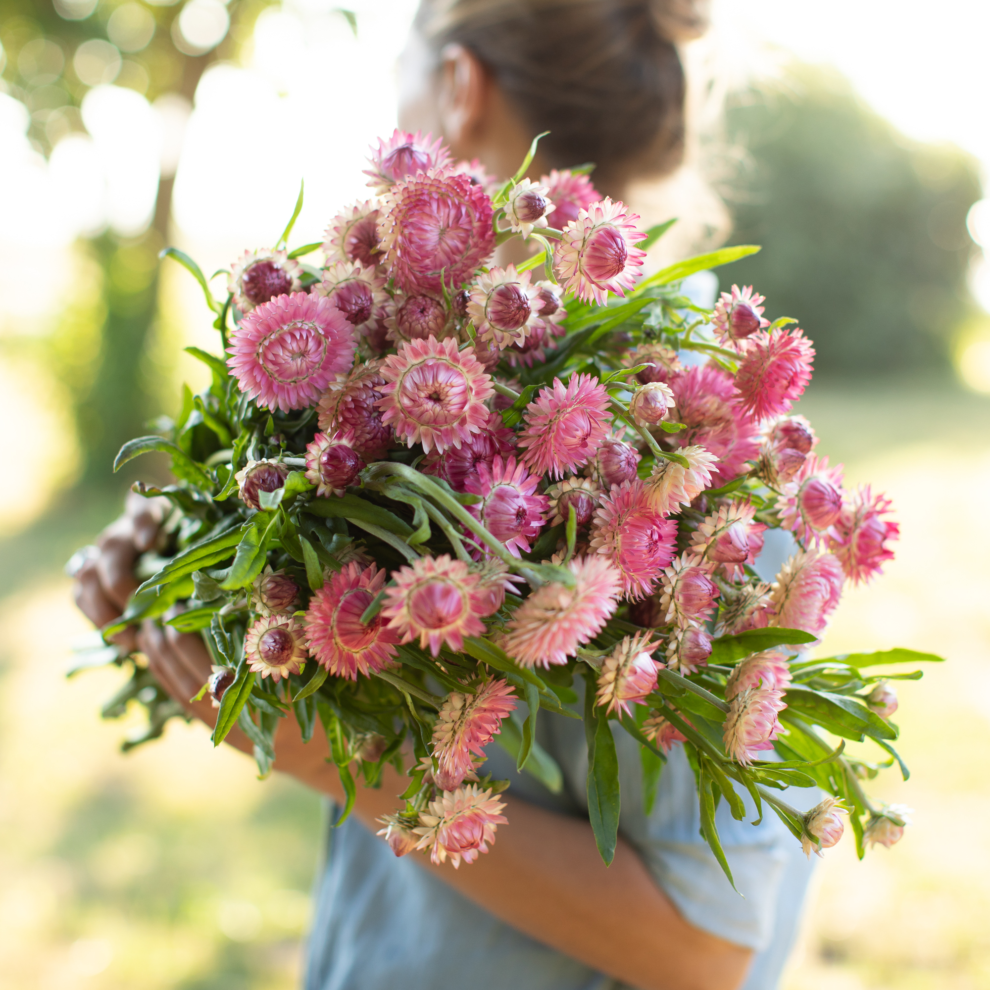 Strawflower_Candy_Pink-7151