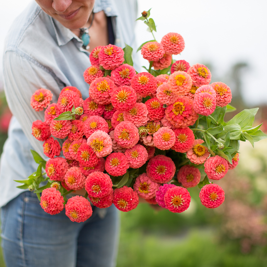 Zinnia_Lilliput_Salmon_Floret-4