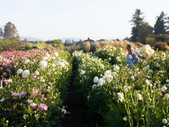 Strawflower Apricot Mix – Floret Flower Farm