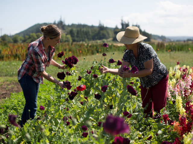 Two women harvesting poppies in the field