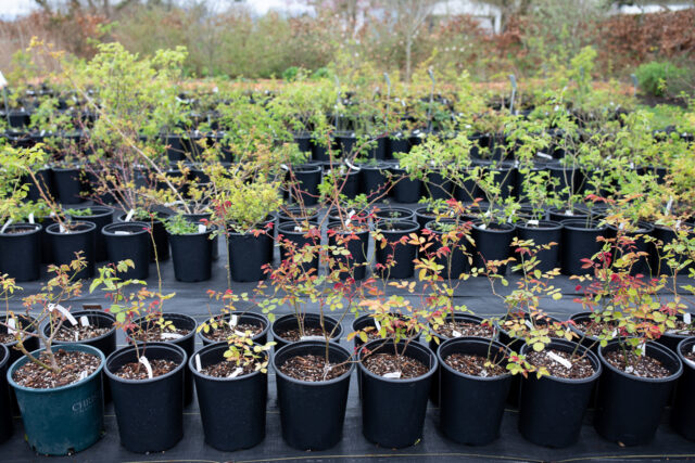 Granny Smith Apple Trees for Sale at Arbor Day's Online Tree Nursery -  Arbor Day Foundation
