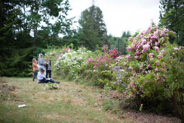 Always and Forever Garden Roses Bouquet in Fort Morgan, CO