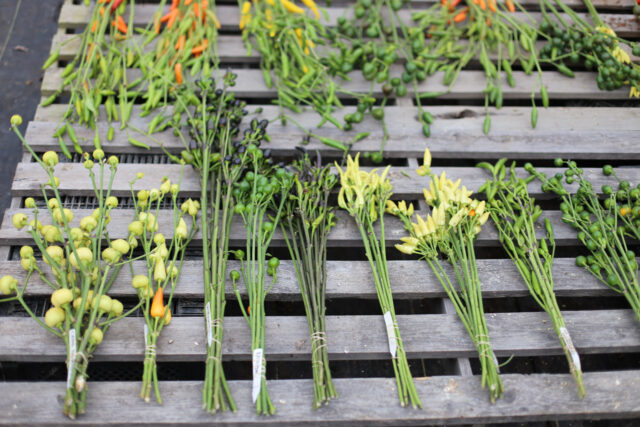 An overhead of bunches of ornamental peppers