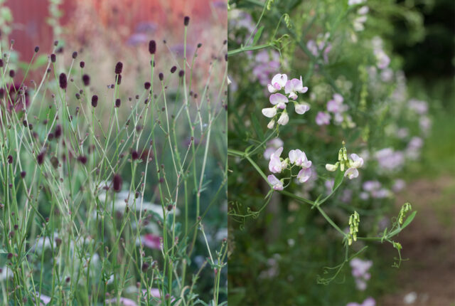 Gypsophila 'Creeping Pink' Baby's Breath 4 Pot - Hello Hello Plants