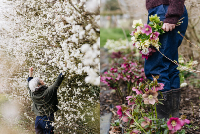 Winter flowers favorites: Amaryllis, Pieris japonica (aka Andromeda),  Daphne Odora.