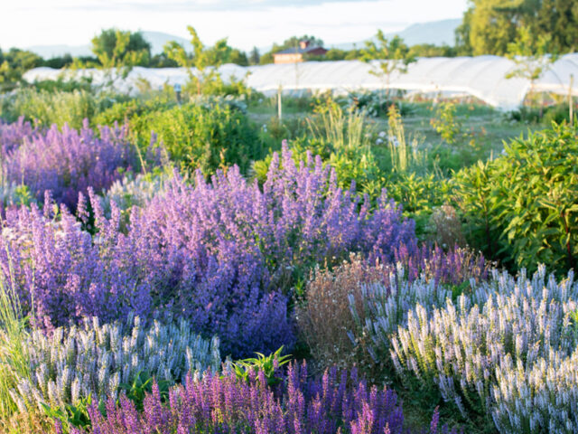 A pollinator strip filled with lavender at Floret