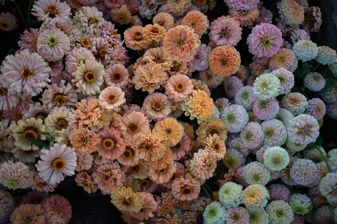 Floret Originals An Update on our Breeding Program Floret Flowers