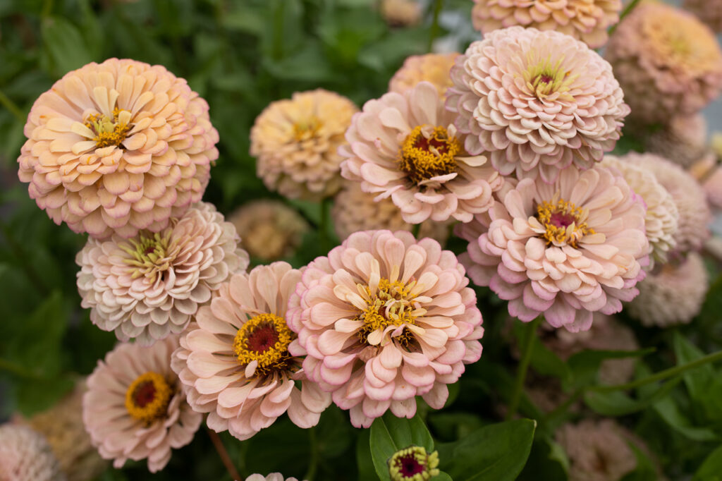 Floret Originals An Update on our Breeding Program Floret Flowers