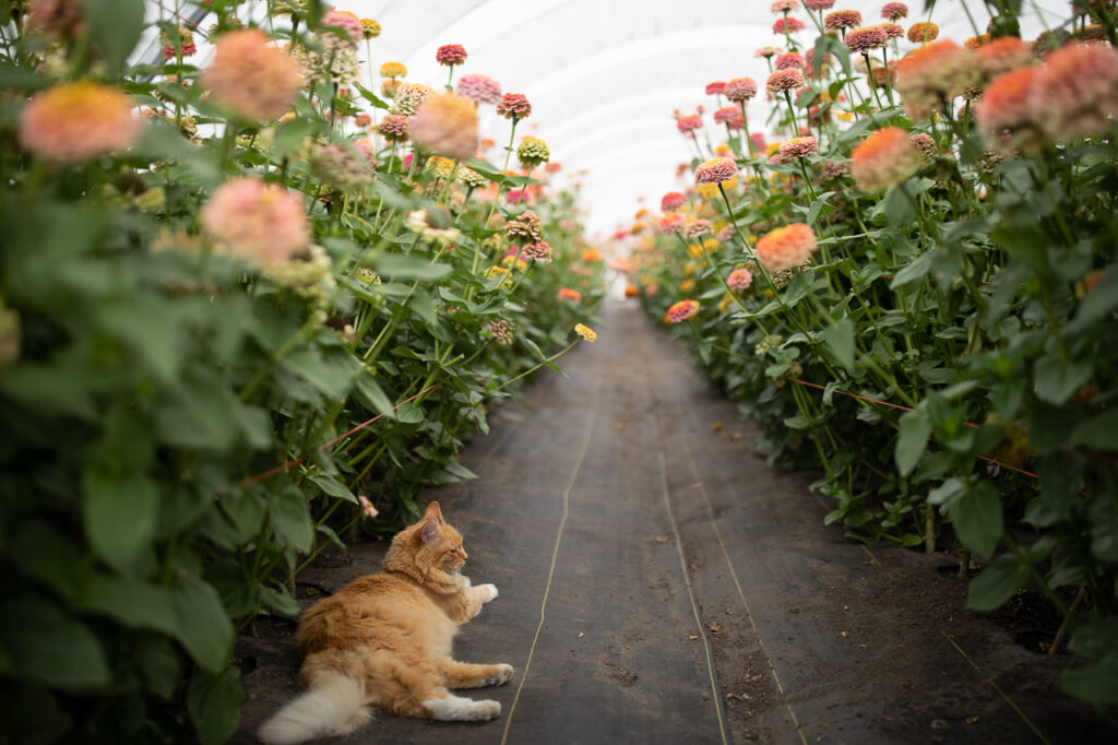 Floret Originals An Update on our Breeding Program Floret Flowers