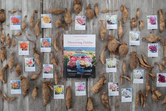 An overhead of Discovering Dahlias surrounded by tubers and planning cards